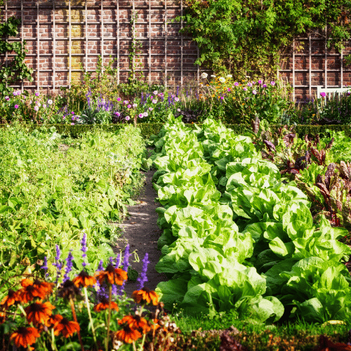 how to start a vegetable garden from scratch