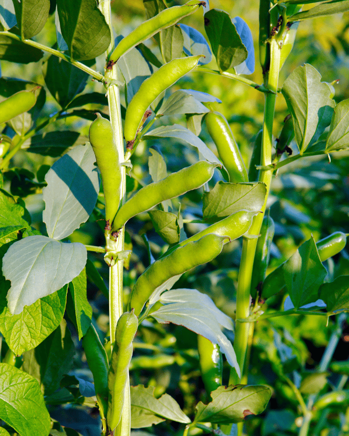 green beans on vine