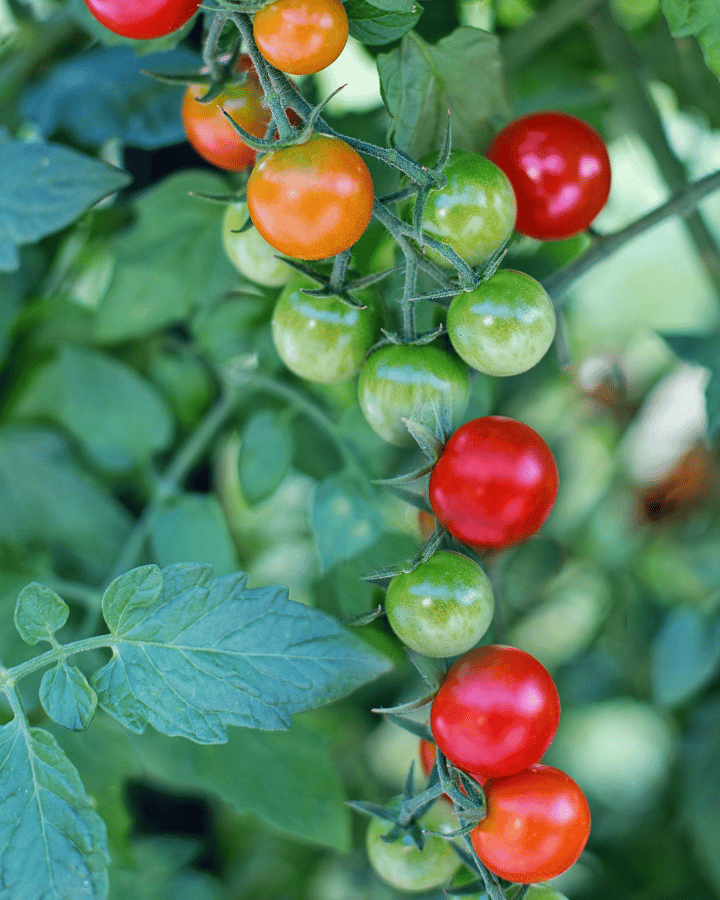 cherry tomatoes on a vine food plant anyone can grow