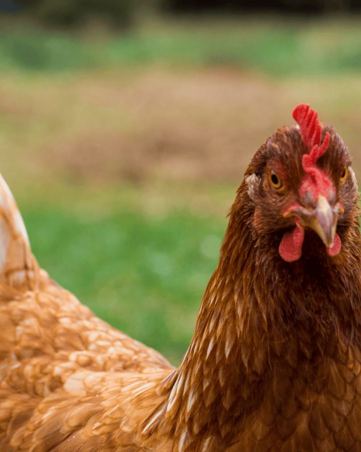 red chicken breeds