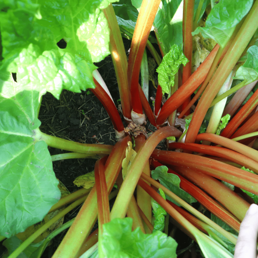 rhubarb plant