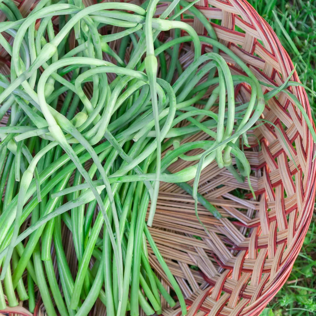 How to Harvest Garlic Scapes
