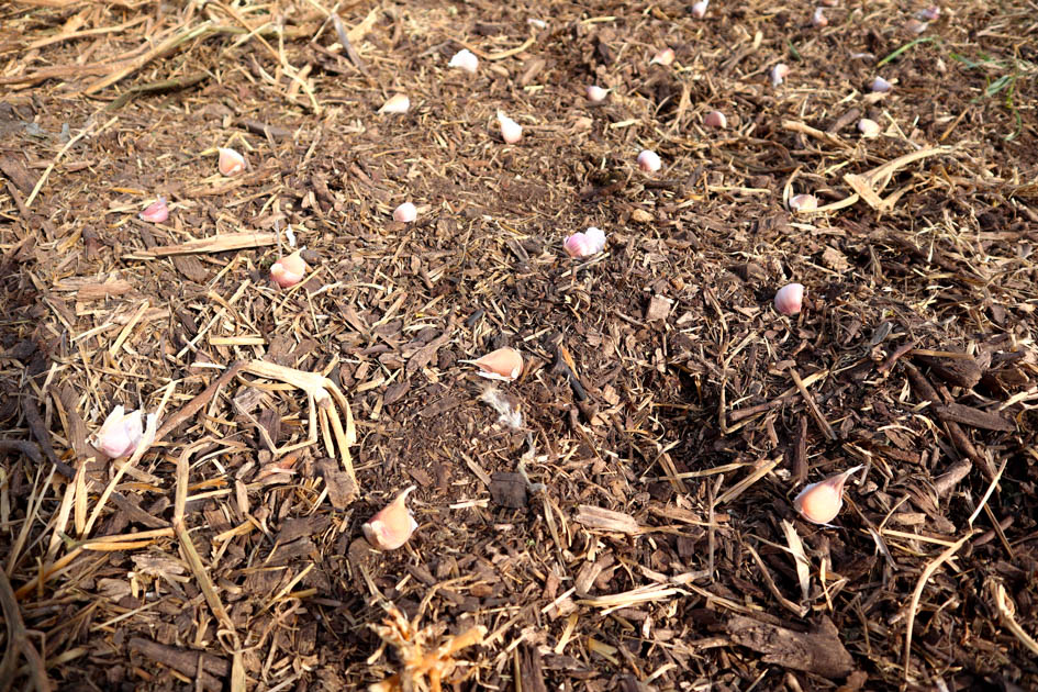 garlic cloves laid out on no till garlic bed