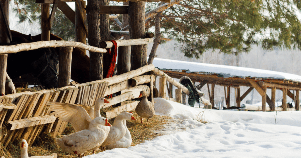 homestead in the winter with animals