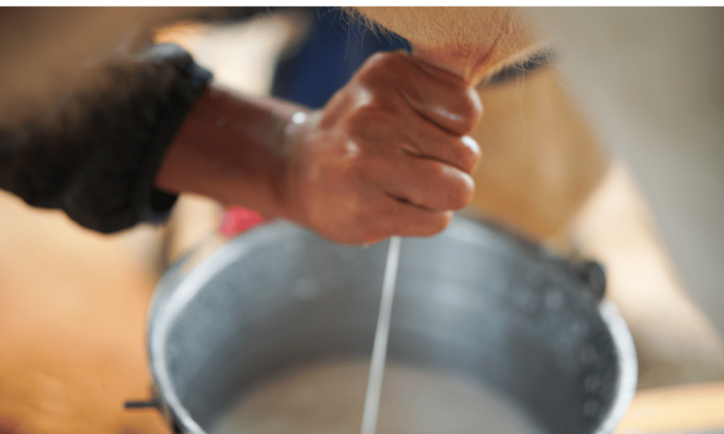 hand milking a cow into stainless steel bucket