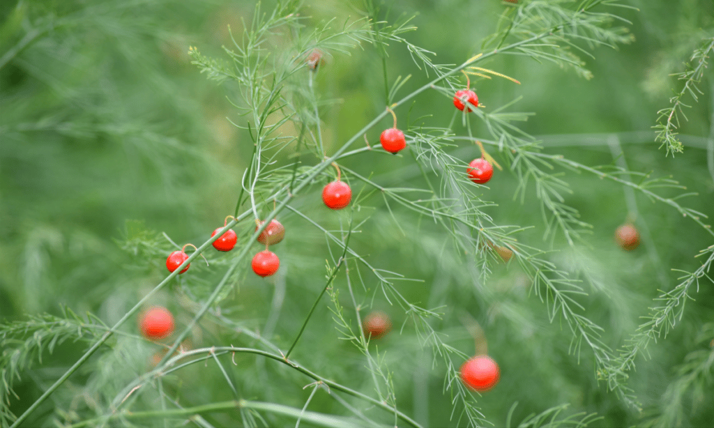 asparagus with red berries