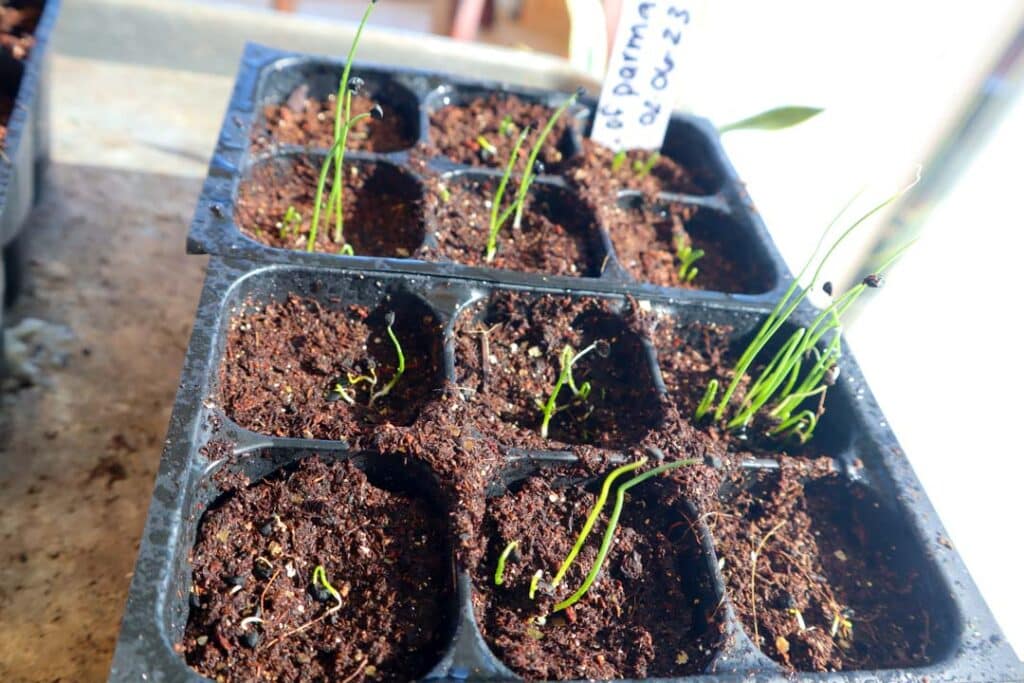 1 week germinated onions