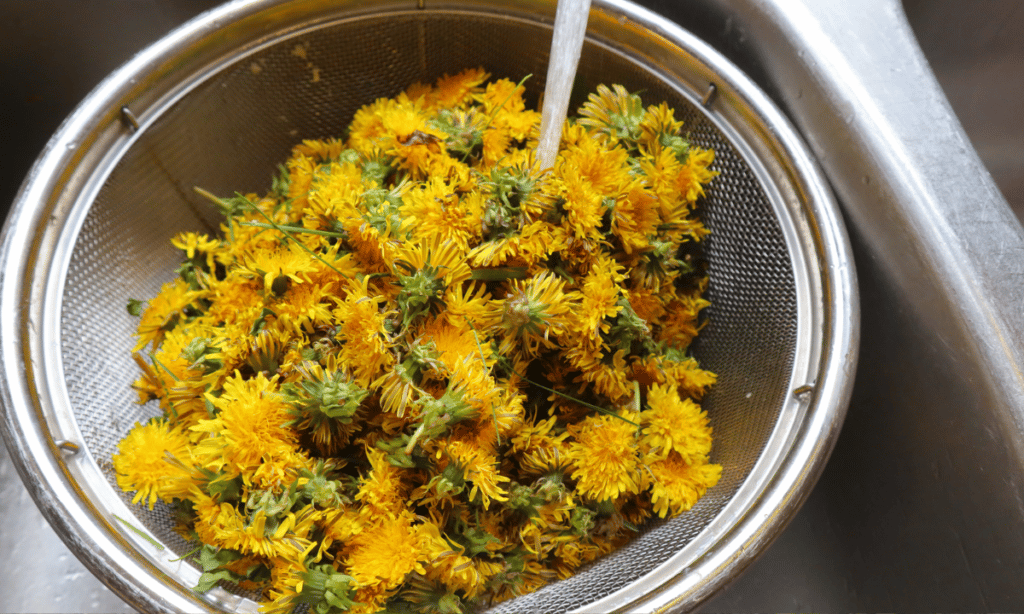 rinsing dandelion heads