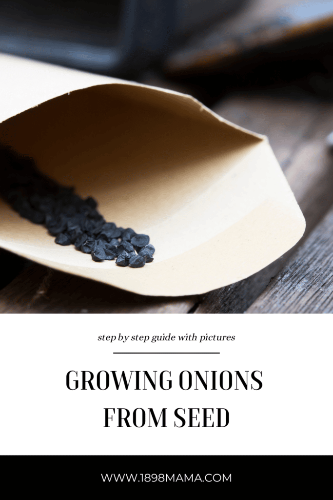 growing onions from seed pinterest pin