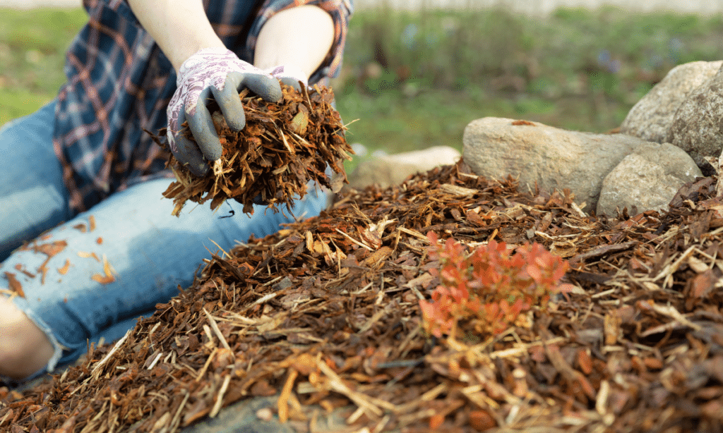 applying mulch