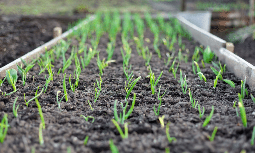 garden bed with seedlings