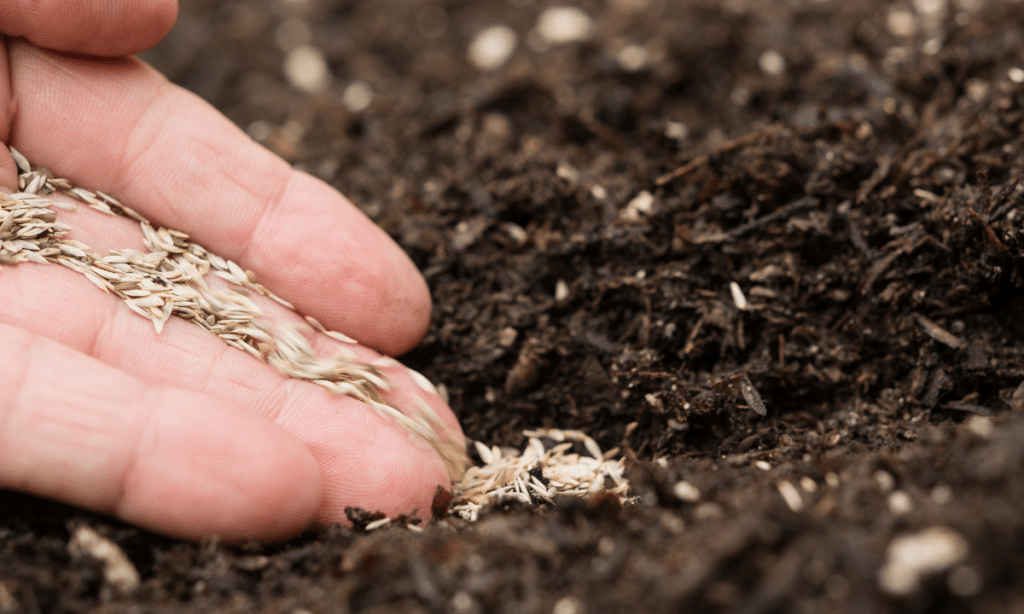 planting seeds in garden