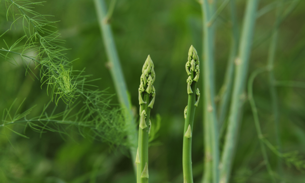 asparagus patch