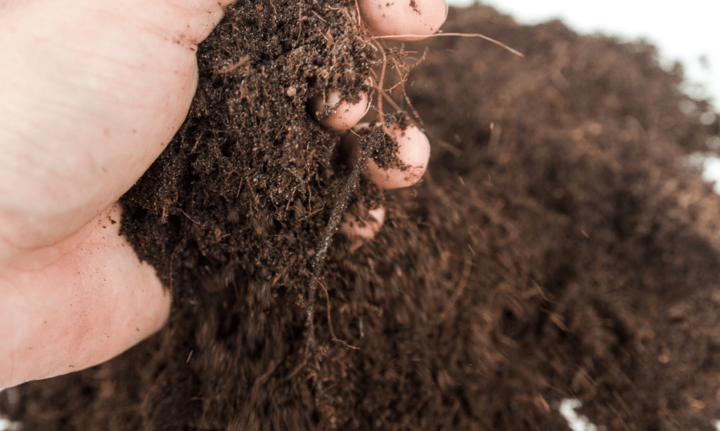 loamy soil in hand