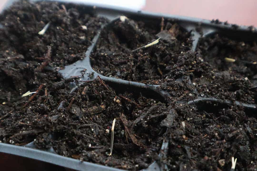 How & When to Plant Marigold Seeds Indoors for Garden 1898 Mama