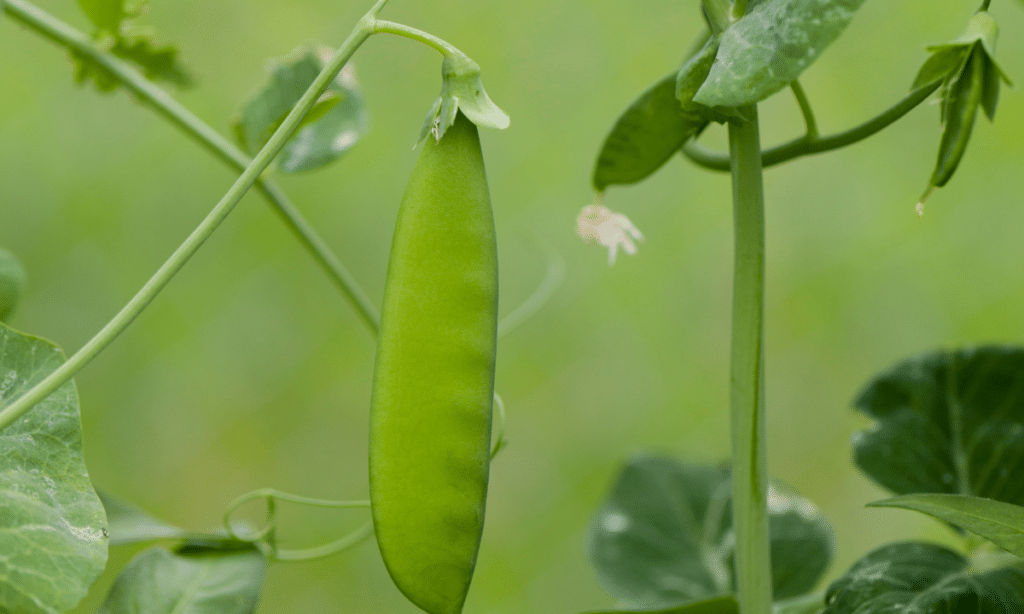 sugar snap pea