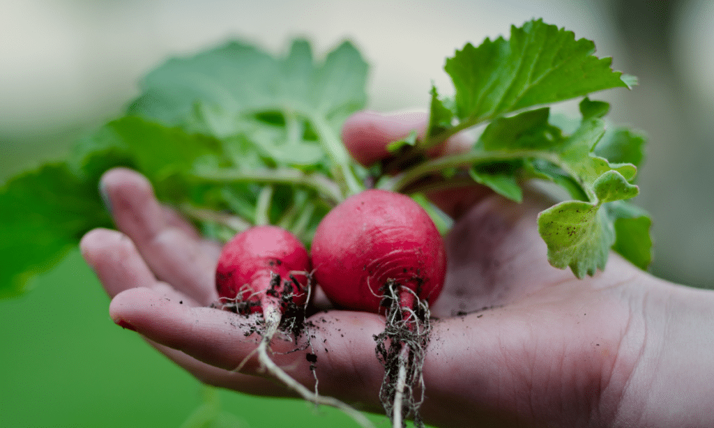 radish in hand