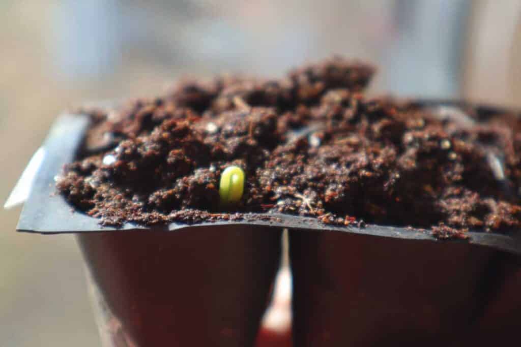 seeds emerging from soil after germinating