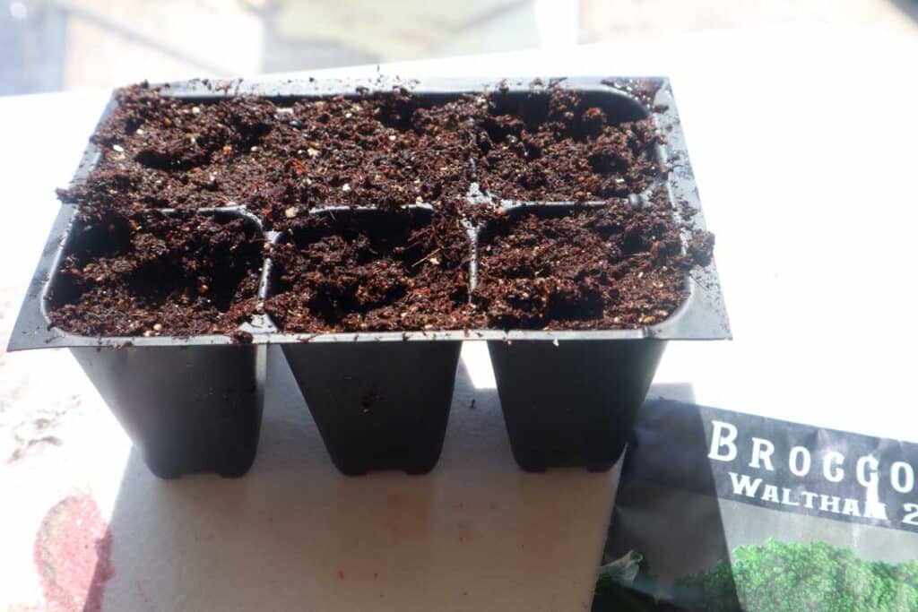 soil to plant broccoli seeds indoors