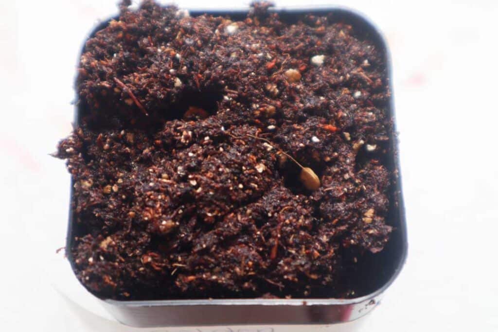 bell pepper seed in soil