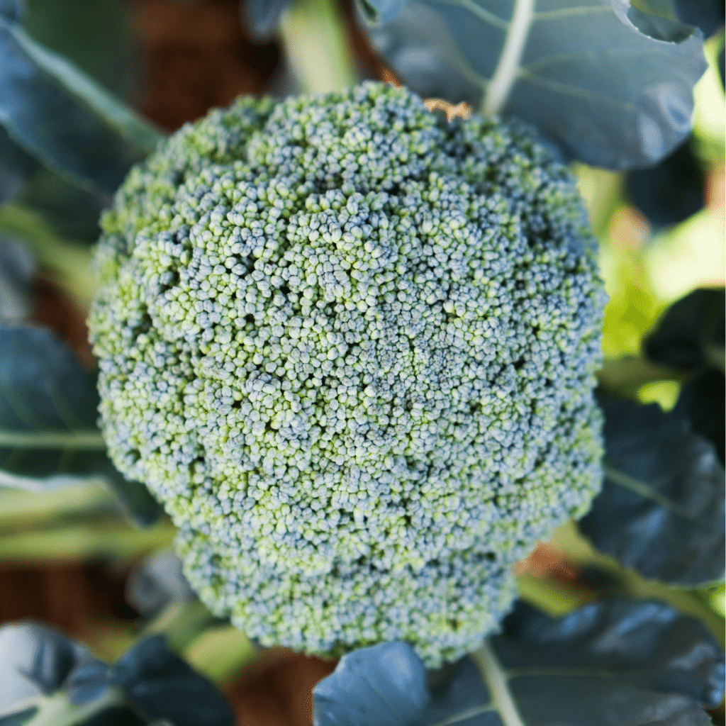 Starting Broccoli Indoors How to Grow from Seed 1898 Mama