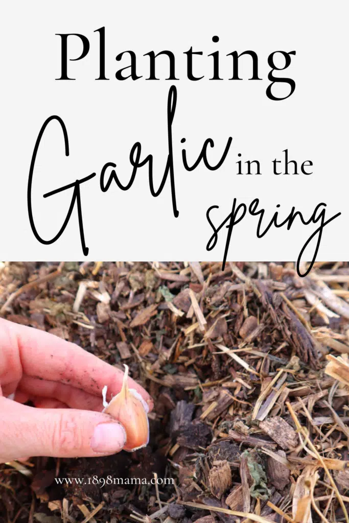 planting garlic in the spring