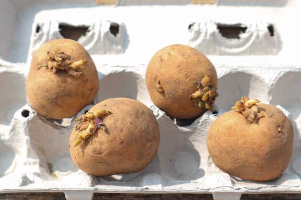 seed potato in an egg carton
